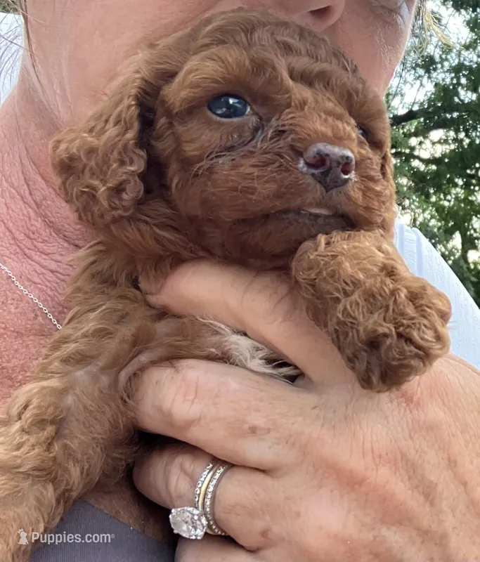 Firecracker  – Cavapoo puppy for sale in Seymour, MO