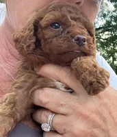 Firecracker , a male Cavapoo for sale in Seymour, MO – 1 of 1