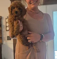 July, a female Cavapoo for sale in Seymour, MO – 1 of 4