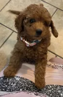 July, a female Cavapoo for sale in Seymour, MO – 2 of 4