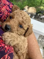 Miss May, a female Cavapoo for sale in Seymour, MO – 2 of 3