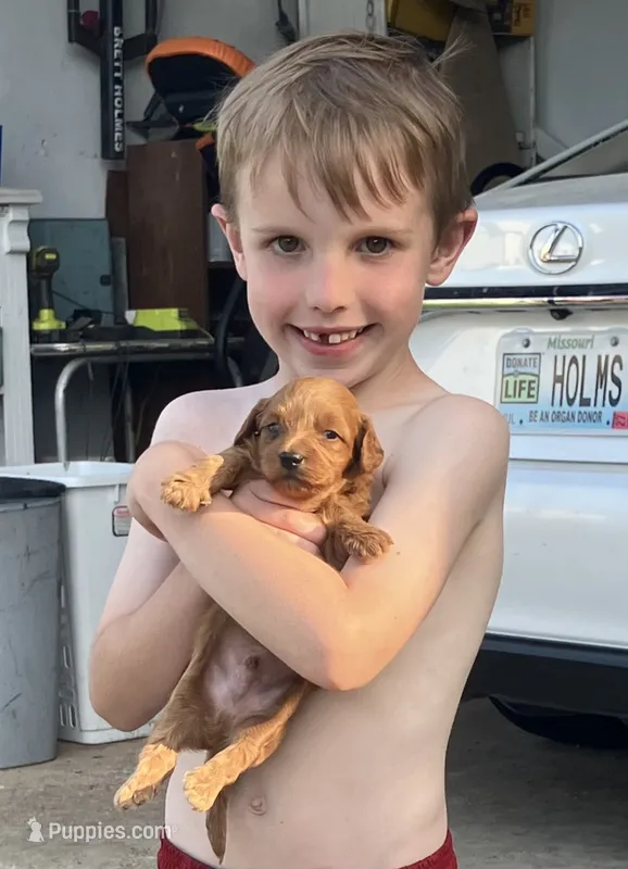 Freedom – Cavapoo puppy for sale in Seymour, MO