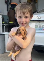 Freedom, a male Cavapoo for sale in Seymour, MO – 1 of 2