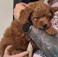 July, a female Cavapoo for sale in Seymour, MO – 4 of 4