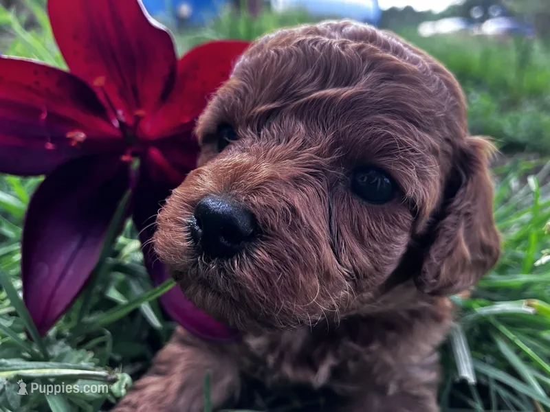 Ruby Red – Cavapoo puppy for sale in Seymour, MO