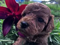 Ruby Red, a female Cavapoo for sale in Seymour, MO – 1 of 1