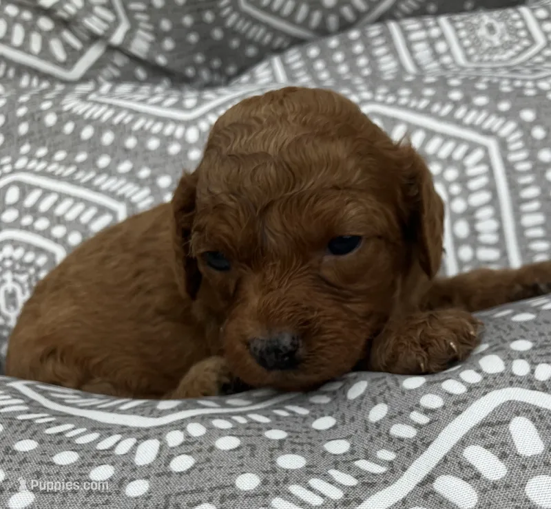 Freedom – Cavapoo puppy for sale in Seymour, MO