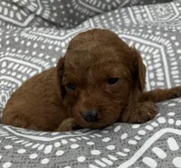 Freedom, a male Cavapoo for sale in Seymour, MO – 1 of 1