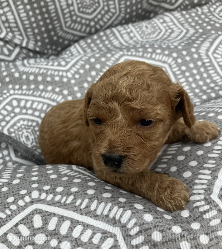 Miss May – Cavapoo puppy for sale in Seymour, MO