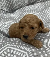 Miss May, a female Cavapoo for sale in Seymour, MO – 1 of 1