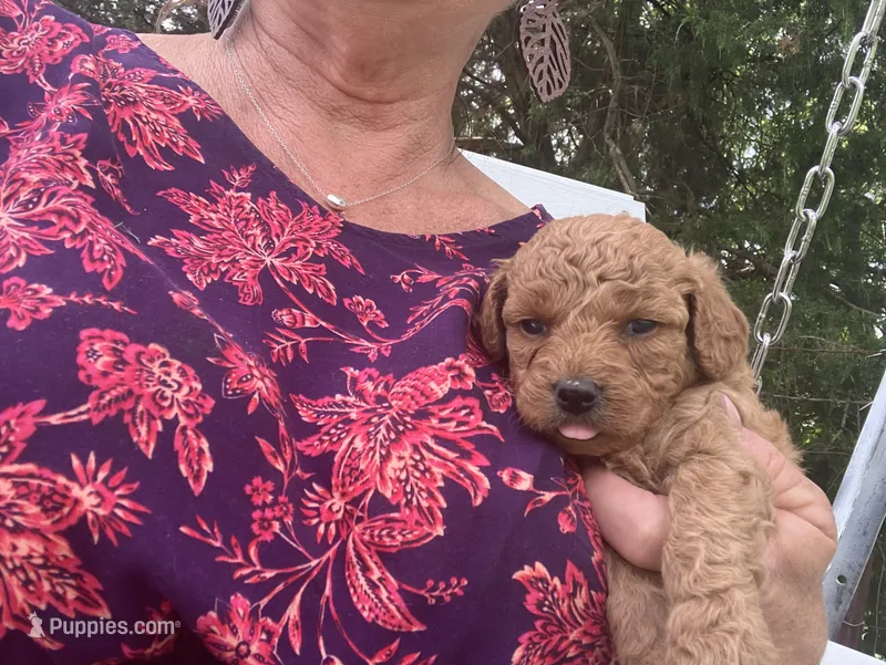 Miss May, a female Cavapoo for sale in Seymour, MO – 1 of 3