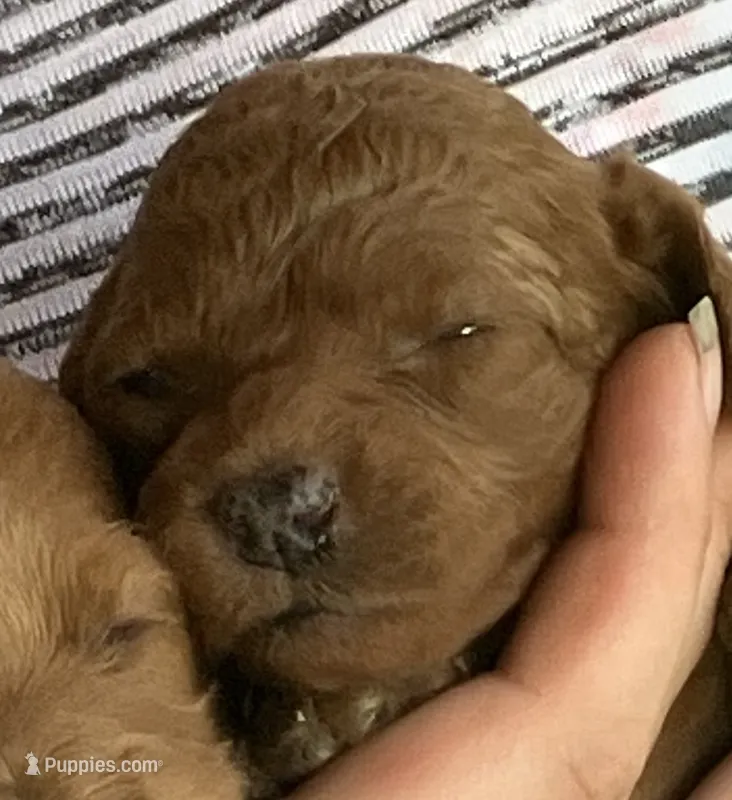 Ruby Red, a female Cavapoo for sale in Seymour, MO – 1 of 1