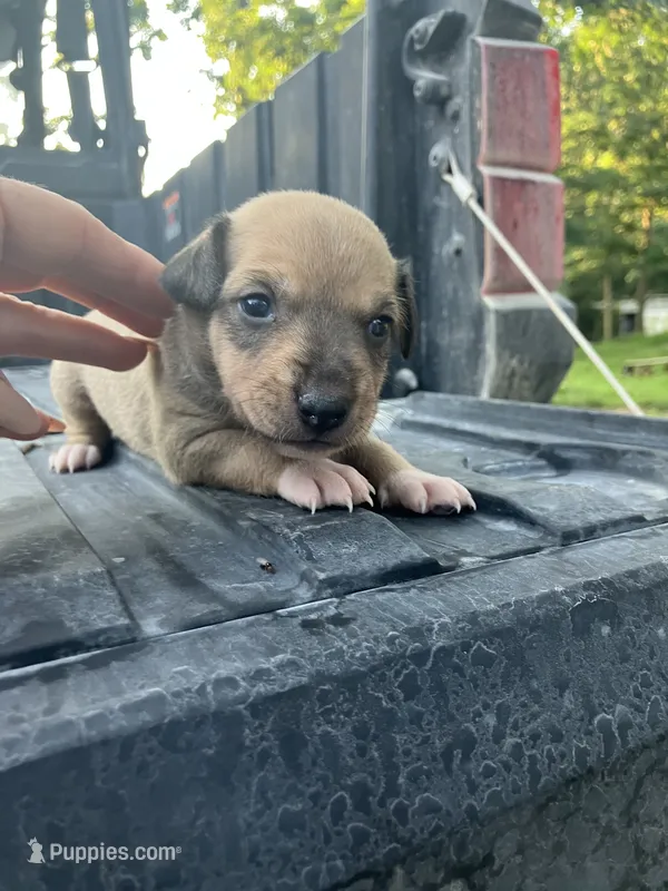 Feisty – Treeing Feist puppy for sale in Seymour, MO