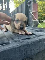 Feisty, a female Treeing Feist for sale in Seymour, MO – 1 of 1