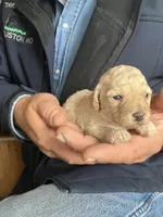 Charlie, a male Poodle - Toy  for sale in Seymour, MO – Photo 2 of 2