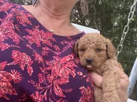 Freedom, a male Cavapoo for sale in Seymour, MO – 2 of 2