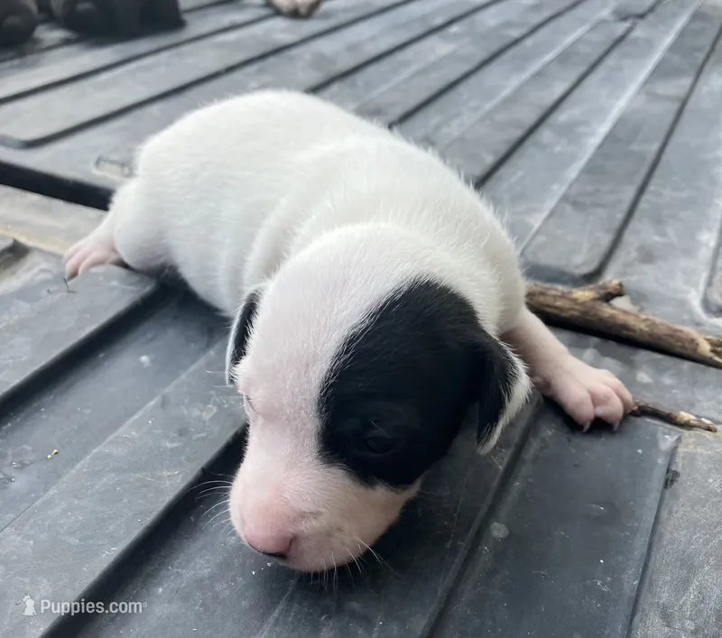 Spot – Treeing Feist puppy for sale in Seymour, MO
