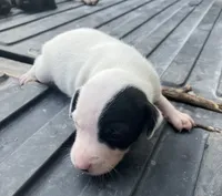 Spot, a female Treeing Feist for sale in Seymour, MO – 1 of 1