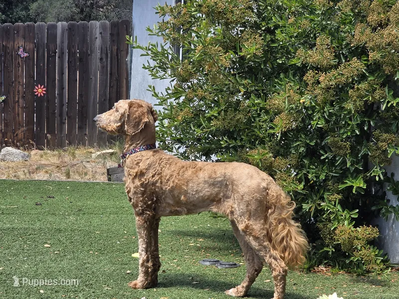 Nymeria – Goldendoodle puppy for sale in Ranchita, CA