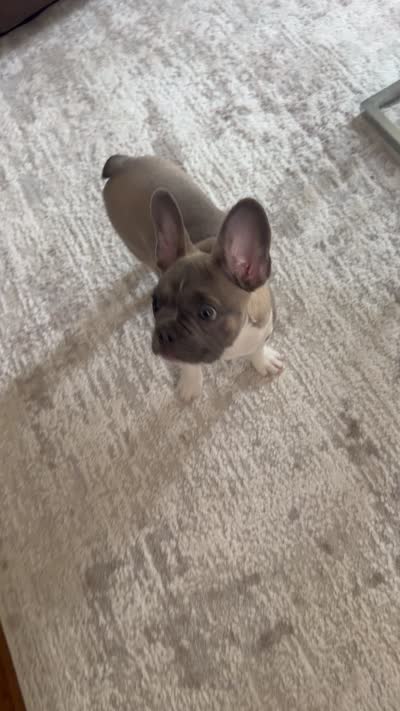 Max , a male French Bulldog for sale in Denver, CO – 3 of 3