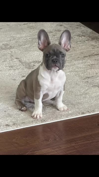 Max , a male French Bulldog for sale in Denver, CO – 2 of 3