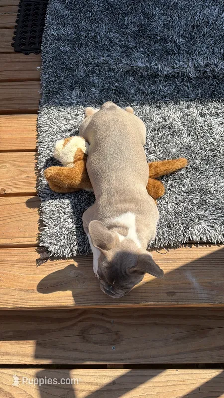 Max  – French Bulldog puppy for sale in Denver, CO