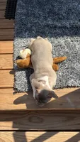 Max , a male French Bulldog for sale in Denver, CO – 1 of 3