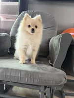 Sugar, a female Pomeranian for sale in San Diego, CA – 3 of 4