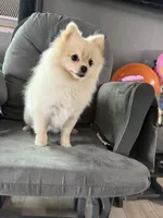 Sugar, a female Pomeranian for sale in San Diego, CA – 4 of 4
