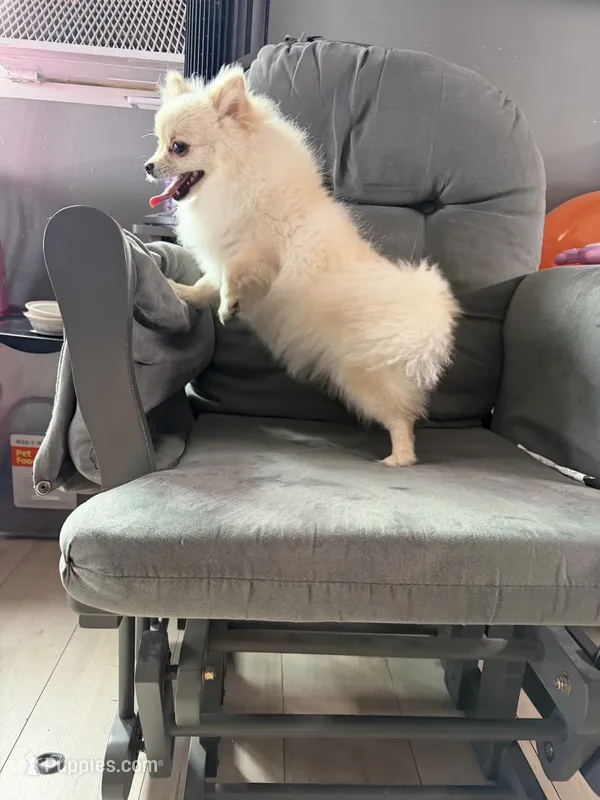 Sugar, a female Pomeranian for sale in San Diego, CA – 1 of 4