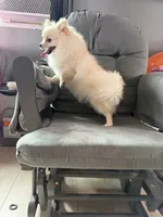 Sugar, a female Pomeranian for sale in San Diego, CA – 1 of 4