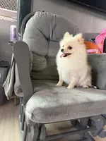 Sugar, a female Pomeranian for sale in San Diego, CA – 2 of 4