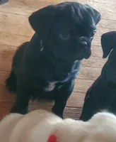 Black, a male Pug for sale in Hutchinson, KS – Photo 2 of 2