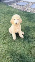 Standard poodle girl, a female Poodle - Standard  for sale in Brighton, CO – 2 of 4