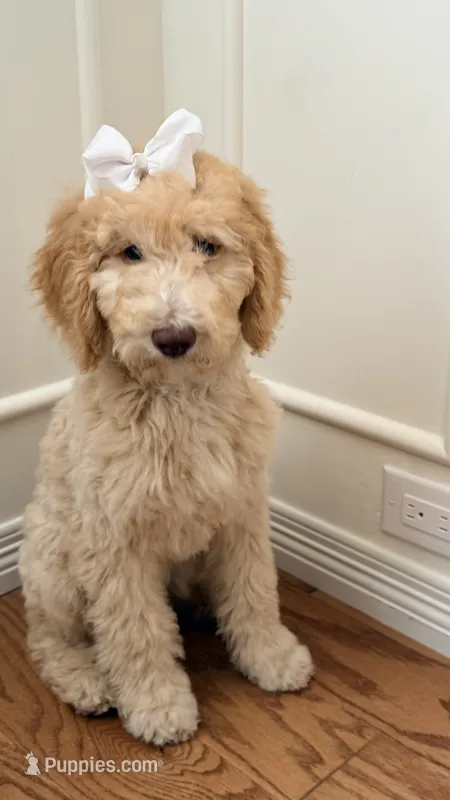Standard poodle girl – Poodle - Standard  puppy for sale in Brighton, CO