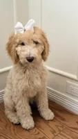 Standard poodle girl, a female Poodle - Standard  for sale in Brighton, CO – 1 of 4