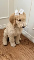 Standard poodle girl, a female Poodle - Standard  for sale in Brighton, CO – 4 of 4
