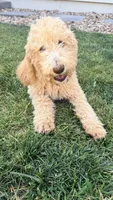 Standard poodle girl, a female Poodle - Standard  for sale in Brighton, CO – 3 of 4