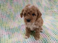 Dora, a female Bichpoo for sale in Irvington, KY – 2 of 2