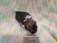 Oliver, a male Havanese for sale in Irvington, KY – 5 of 5
