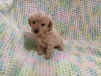 Biscuit, a male Bichpoo for sale in Irvington, KY – 3 of 4