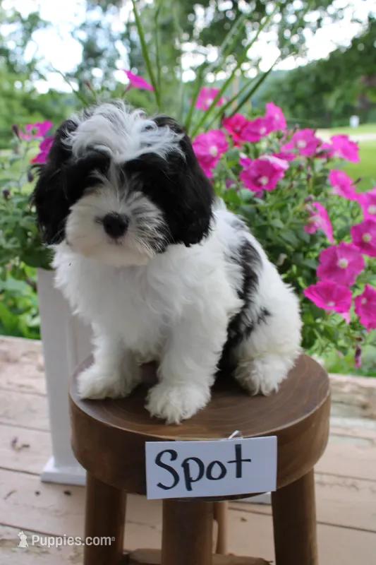 Spot – Havapoo puppy for sale in Irvington, KY
