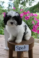 Spot, a male Havapoo for sale in Irvington, KY – 1 of 4