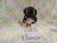 Thumper, a male Havanese for sale in Irvington, KY – 2 of 4