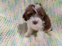 Prince, a male Havapoo for sale in Irvington, KY – 3 of 5