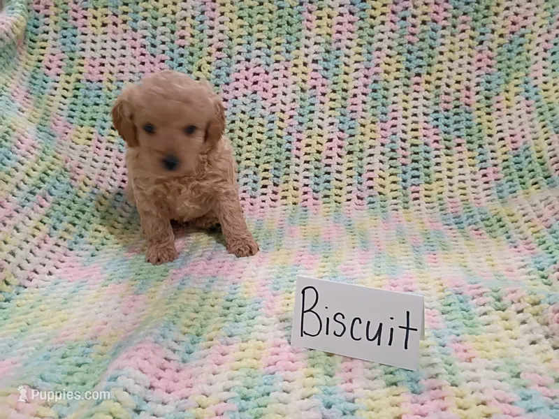 Biscuit – Bichpoo puppy for sale in Irvington, KY