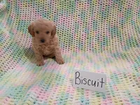 Biscuit, a male Bichpoo for sale in Irvington, KY – 1 of 4