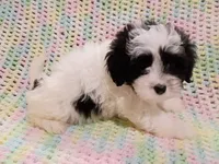 Spot, a male Havapoo for sale in Irvington, KY – 1 of 4