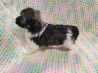 Oliver, a male Havanese for sale in Irvington, KY – 4 of 5