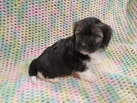 Thumper, a male Havanese for sale in Irvington, KY – 3 of 4